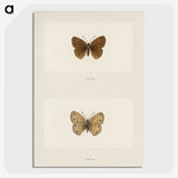 1-71_Moths-and-Butterflies-of-the-United-States_picture-crop