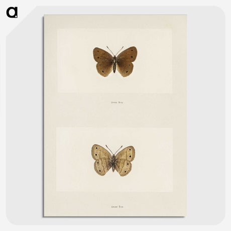 1-71_Moths-and-Butterflies-of-the-United-States_picture-crop