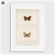 1-71_Moths-and-Butterflies-of-the-United-States_picture