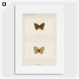 1-71_Moths-and-Butterflies-of-the-United-States_picture