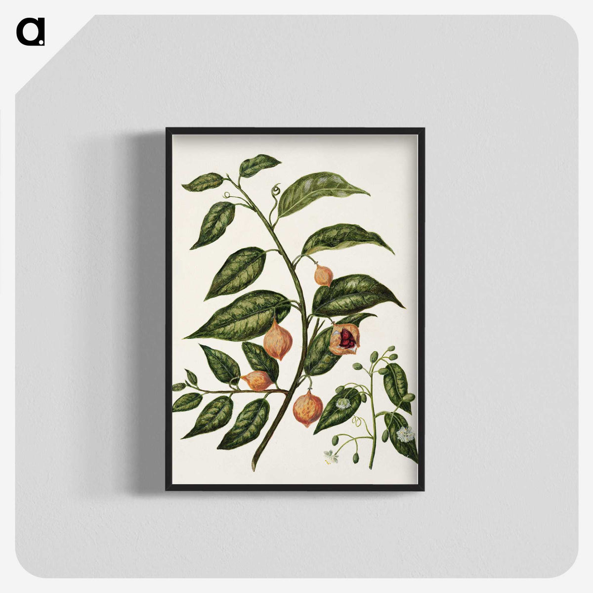 1-71_Native-Flowering-Plants-of-New-Zealand_blk-crop