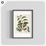 1-71_Native-Flowering-Plants-of-New-Zealand_blk