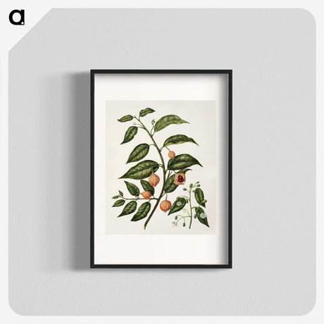 1-71_Native-Flowering-Plants-of-New-Zealand_blk