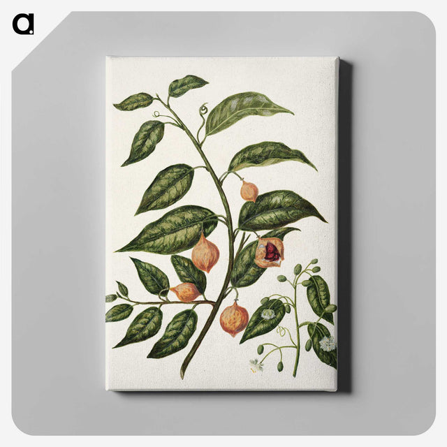 1-71_Native-Flowering-Plants-of-New-Zealand_canvas
