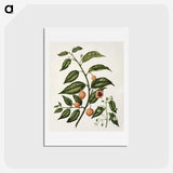 1-71_Native-Flowering-Plants-of-New-Zealand_hagaki