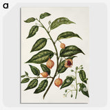 1-71_Native-Flowering-Plants-of-New-Zealand_picture-crop