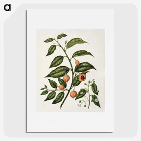 1-71_Native-Flowering-Plants-of-New-Zealand_picture