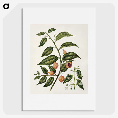 1-71_Native-Flowering-Plants-of-New-Zealand_picture