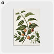 1-71_Native-Flowering-Plants-of-New-Zealand_postcard