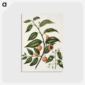 1-71_Native-Flowering-Plants-of-New-Zealand_postcard