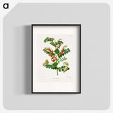 1-71_Nederlandsche-Flora-en-Pomona_blk