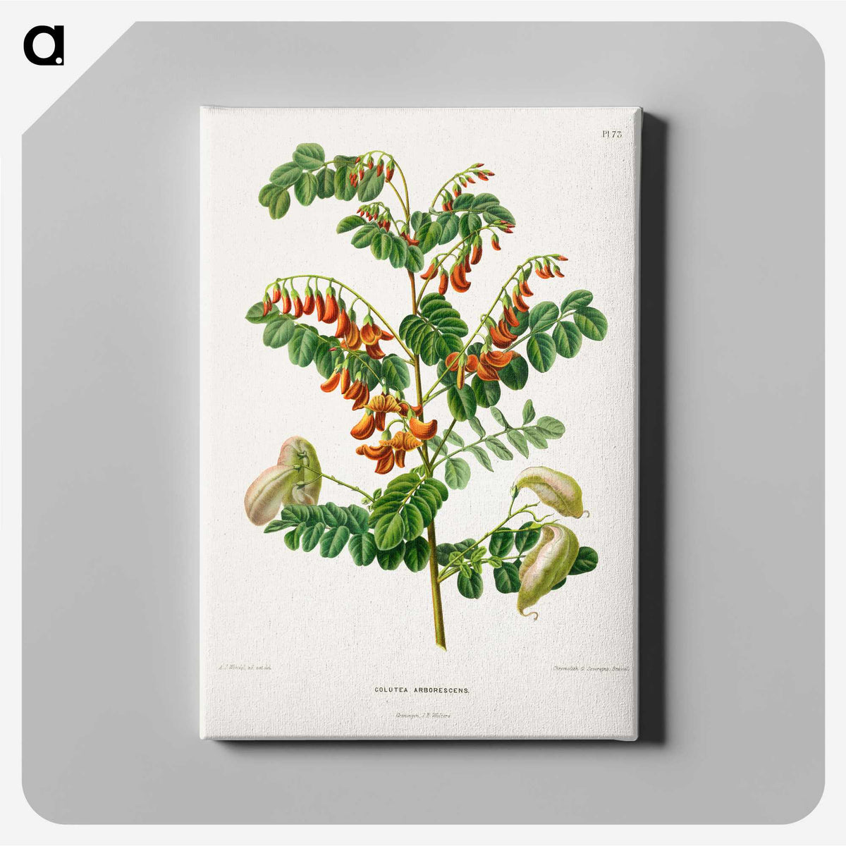 1-71_Nederlandsche-Flora-en-Pomona_canvas