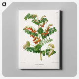 1-71_Nederlandsche-Flora-en-Pomona_canvas