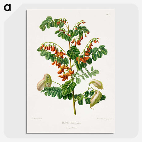 1-71_Nederlandsche-Flora-en-Pomona_picture-crop
