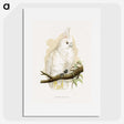 1-71_Parrots-in-Captivity_picture