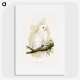 1-71_Parrots-in-Captivity_picture