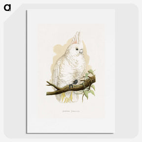 1-71_Parrots-in-Captivity_picture