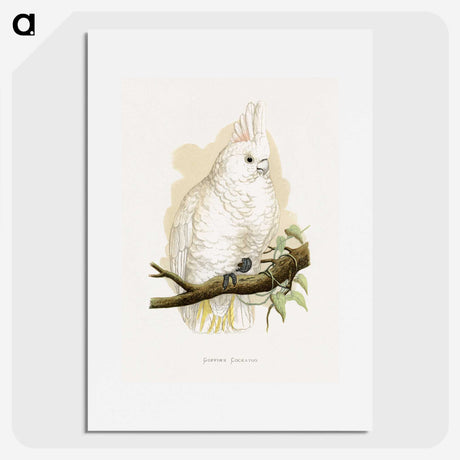 1-71_Parrots-in-Captivity_picture