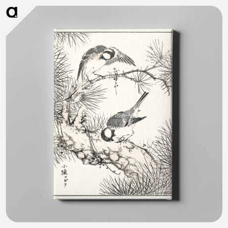 アートパネル-Japanese Willow Tit and Pine Tree
 - 鳥類図鑑 Canvas.