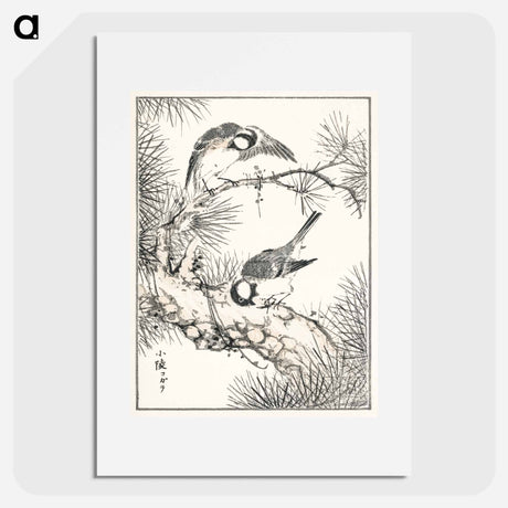 アートポスター-Japanese Willow Tit and Pine Tree
 - 鳥類図鑑 Poster.