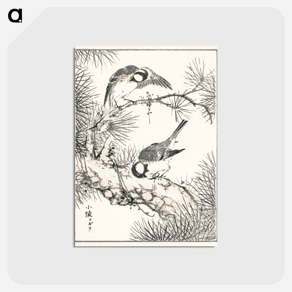 アートポストカード-Japanese Willow Tit and Pine Tree
 - 鳥類図鑑 Postcard.