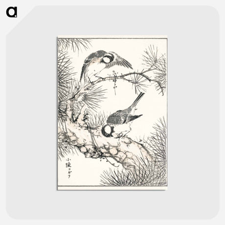 アートポストカード-Japanese Willow Tit and Pine Tree
 - 鳥類図鑑 Postcard.