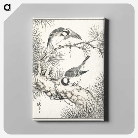1-71_Pictorial-Monograph-of-Birds_canvas