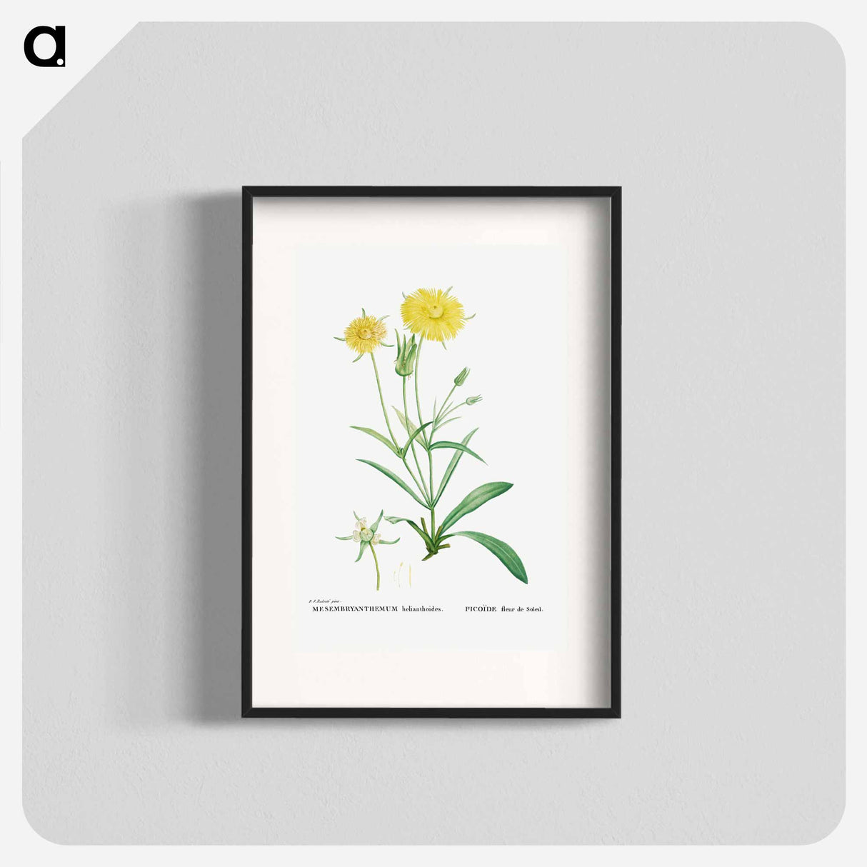Mesembryanthemum Helianthoides (Spatula–leaved Fig Marigold) - Pierre-Joseph Redouté Poster.
