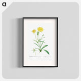 Mesembryanthemum Helianthoides (Spatula–leaved Fig Marigold) - Pierre-Joseph Redouté Poster.