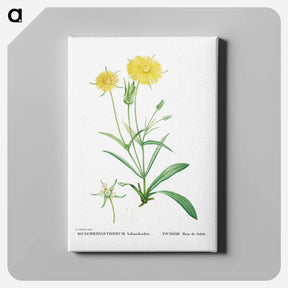 アートパネル-Mesembryanthemum Helianthoides (Spatula–leaved Fig Marigold) - ピエール ジョゼフ ルドゥーテ Canvas.