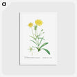 アートポストカード-Mesembryanthemum Helianthoides (Spatula–leaved Fig Marigold) - ピエール ジョゼフ ルドゥーテ Postcard.