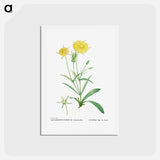 アートポストカード-Mesembryanthemum Helianthoides (Spatula–leaved Fig Marigold) - ピエール ジョゼフ ルドゥーテ Postcard.