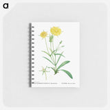 Mesembryanthemum Helianthoides (Spatula–leaved Fig Marigold) - ピエール ジョゼフ ルドゥーテ Memo.