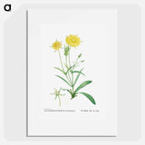 Mesembryanthemum Helianthoides (Spatula–leaved Fig Marigold) - ピエール ジョゼフ ルドゥーテ Poster.