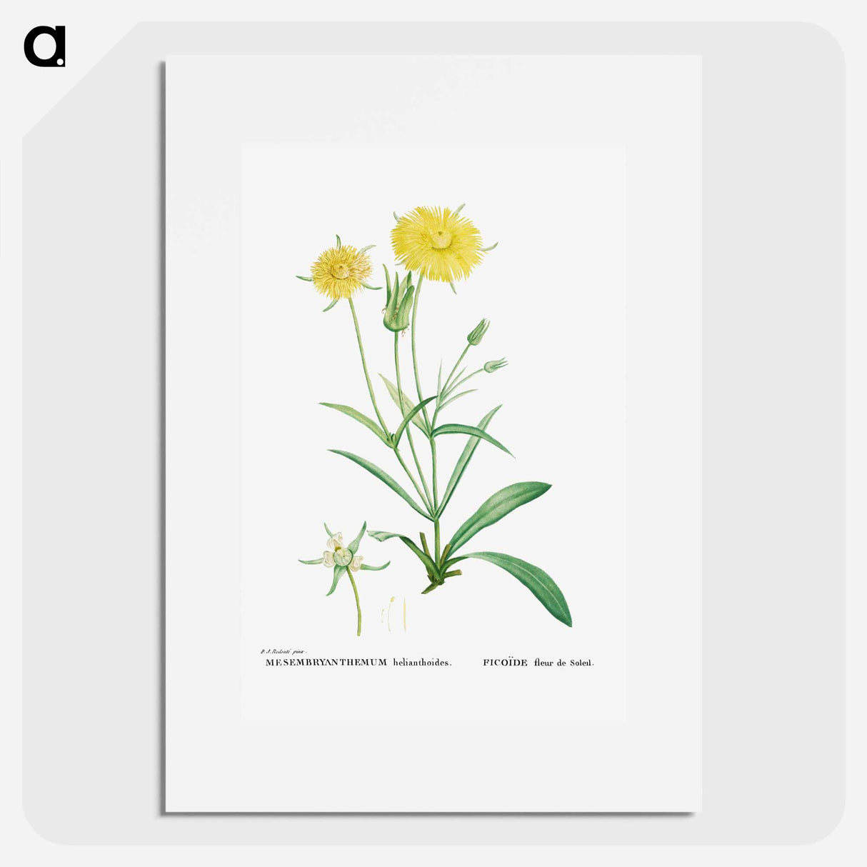 Mesembryanthemum Helianthoides (Spatula–leaved Fig Marigold) - Pierre-Joseph Redouté Poster.