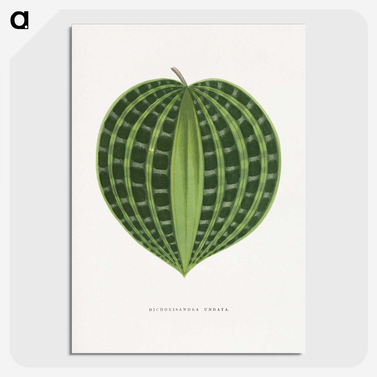 1-71_Plants-with-Colored-Foliage_picture-crop