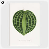 1-71_Plants-with-Colored-Foliage_picture-crop