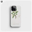 1-71_Pomona-Italiana_phone