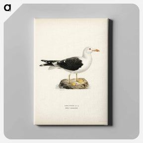 アートパネル-Lesser Black-Backed Gull
 - スヴェンスカ フォグラル Canvas.