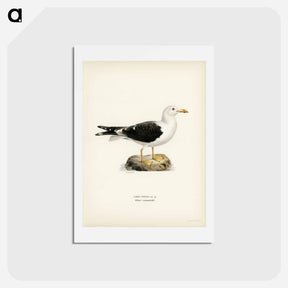 アートポストカード-Lesser Black-Backed Gull
 - スヴェンスカ フォグラル Postcard.