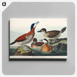アートパネル-Ruddy Duck from Birds of America
 - アメリカの鳥たち Canvas.