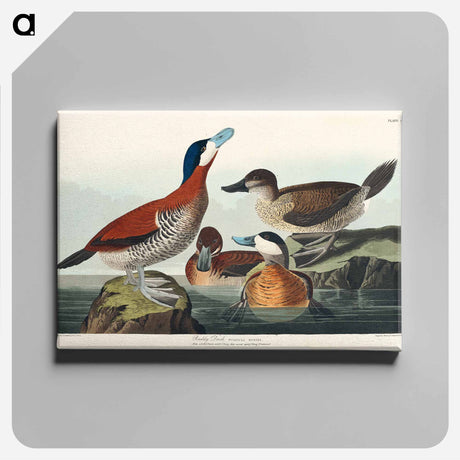 アートパネル-Ruddy Duck from Birds of America
 - アメリカの鳥たち Canvas.