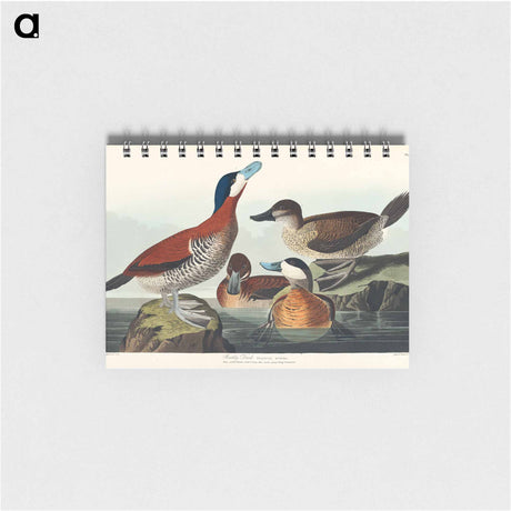 アートメモ帳-Ruddy Duck from Birds of America
 - アメリカの鳥たち Memo.