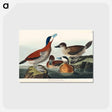 アートポストカード-Ruddy Duck from Birds of America
 - アメリカの鳥たち Postcard.