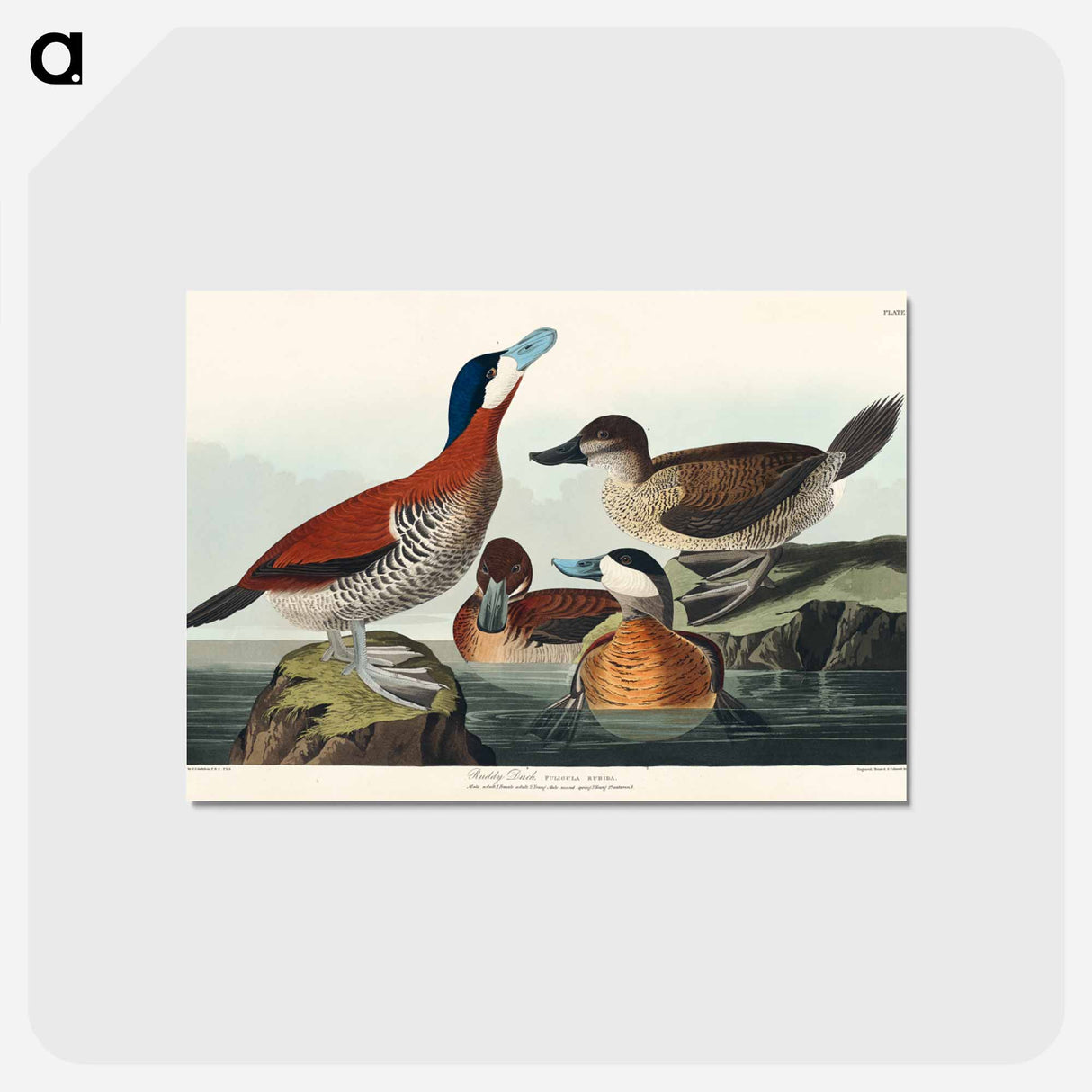 アートポストカード-Ruddy Duck from Birds of America
 - アメリカの鳥たち Postcard.
