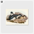 アートポストカード-Little Penguin
 - オーストラリアの鳥 Postcard.