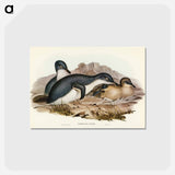 アートポストカード-Little Penguin
 - オーストラリアの鳥 Postcard.