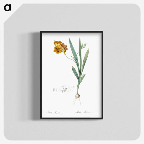 1-71_The-Lilies_blk-crop