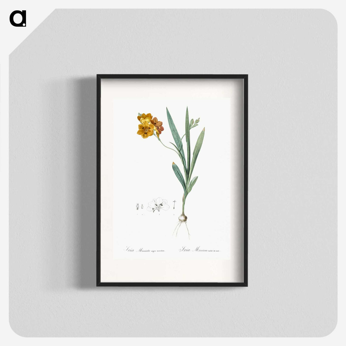 1-71_The-Lilies_blk