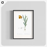 1-71_The-Lilies_blk